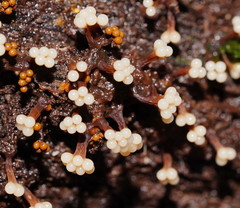 Oligonema verrucosum