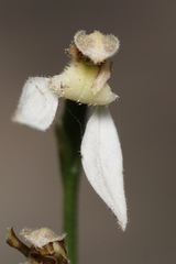 Eriochilus