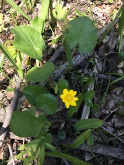 Ficaria verna