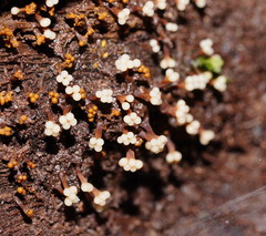 Oligonema verrucosum