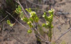 Diosma aristata