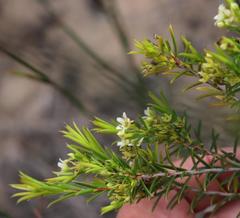 Diosma aristata