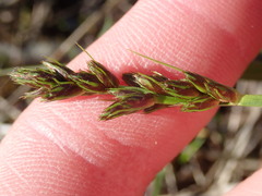 Carex otrubae