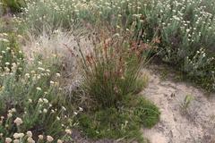 Thamnochortus muirii