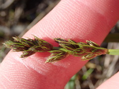 Carex otrubae