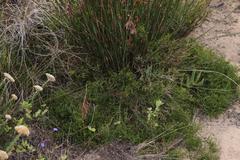 Thamnochortus muirii