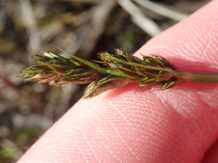 Carex otrubae