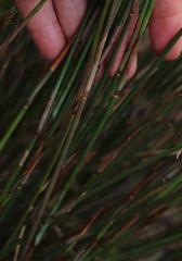 Thamnochortus muirii