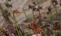 Thamnochortus muirii