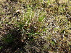 Carex otrubae