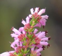 Erica dispar