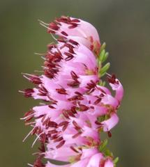 Erica dispar