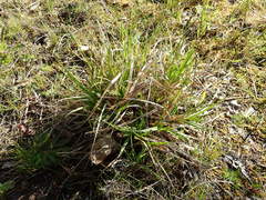 Carex otrubae