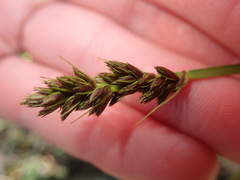 Carex otrubae