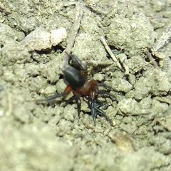 Gnaphosidae