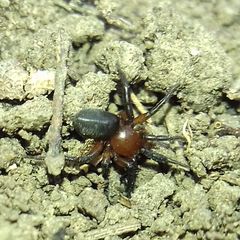 Gnaphosidae