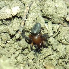 Gnaphosidae