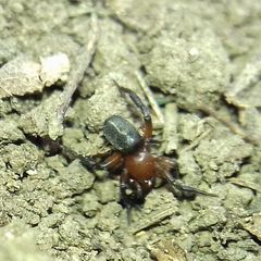 Gnaphosidae