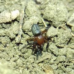 Gnaphosidae