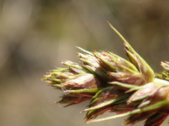 Carex otrubae