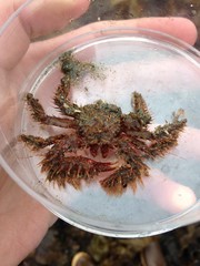 Hapalogaster mertensii