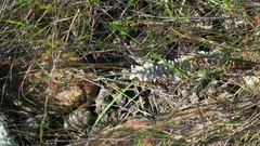 Senecio pauciflosculosus