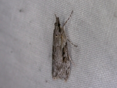 Scoparia ochrophara
