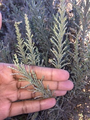 Dicerothamnus