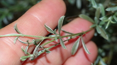 Argyrolobium polyphyllum