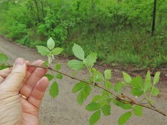 Rubus enslenii