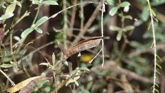 Argyrolobium polyphyllum