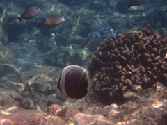 Chaetodon reticulatus