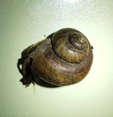 Cyclophorus martensianus