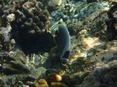 Chaetodon reticulatus