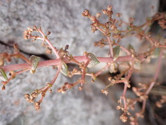 Crassula montana