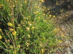 Lotus angustissimus