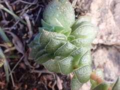 Crassula montana