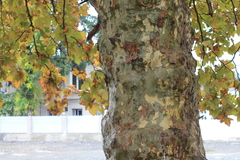 Platanus