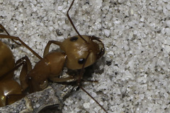 Camponotus mystaceus