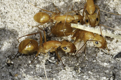Camponotus mystaceus