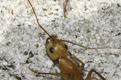 Camponotus mystaceus