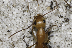 Camponotus mystaceus