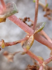 Crassula montana