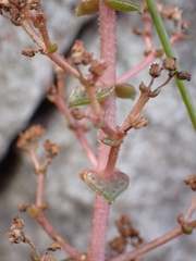 Crassula montana