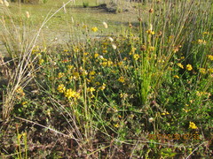 Lotus angustissimus