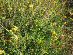 Lotus angustissimus