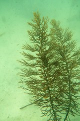 Caulocystis cephalornithos