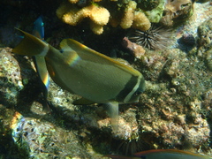 Acanthurus leucopareius
