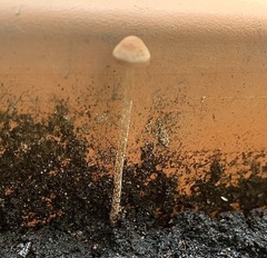 Fungi
