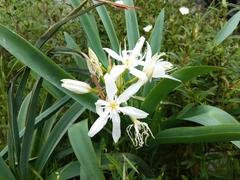 Pancratium illyricum